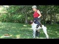 Standing Still For Pointing Dogs with Bird Dogs Afield Standing Still For Pointing Dogs with Bird Dogs Afield