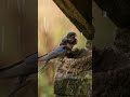 Swallows Build a Rain Shelter Nest 🌧️🐦 #birds #nest