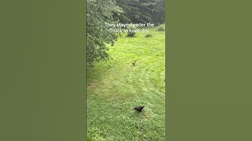 Thumbnail of Maple Braves the Rain for his Girls