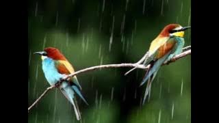 Musik Relaksasi Penghantar Tidur Indah