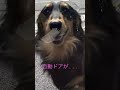 自動ドアが開かなくて、困ってますww【ミニチュアダックスフンド】むむ。