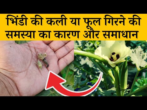 भिंडी की कली या फूल गिरने की समस्या का कारण और समाधान | Bhindi (Okra) Me Bud Dropping Ki Problem