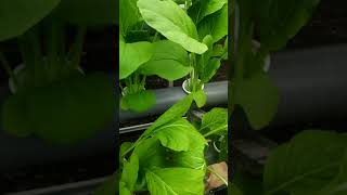 Hidroponik Sederhana-Berkebun Hidroponik