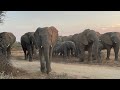 Timisa Reacts to Wild Elephant Dung and the Herd Rush to Surround and Protect Her