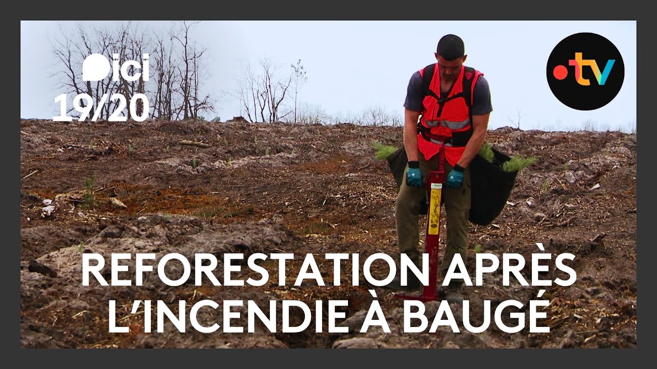 Reforestation de la forêt de Baugé après l'incendie de 2022