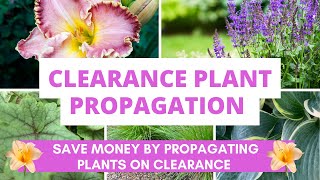Clearance Plant Propagation: Save Money by Propagating Plants You Find on Clearance Racks! by Up to Something 511 views 9 months ago 29 minutes