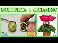 CICLAMINO, eccezionale tecnica per moltiplicarlo da seme