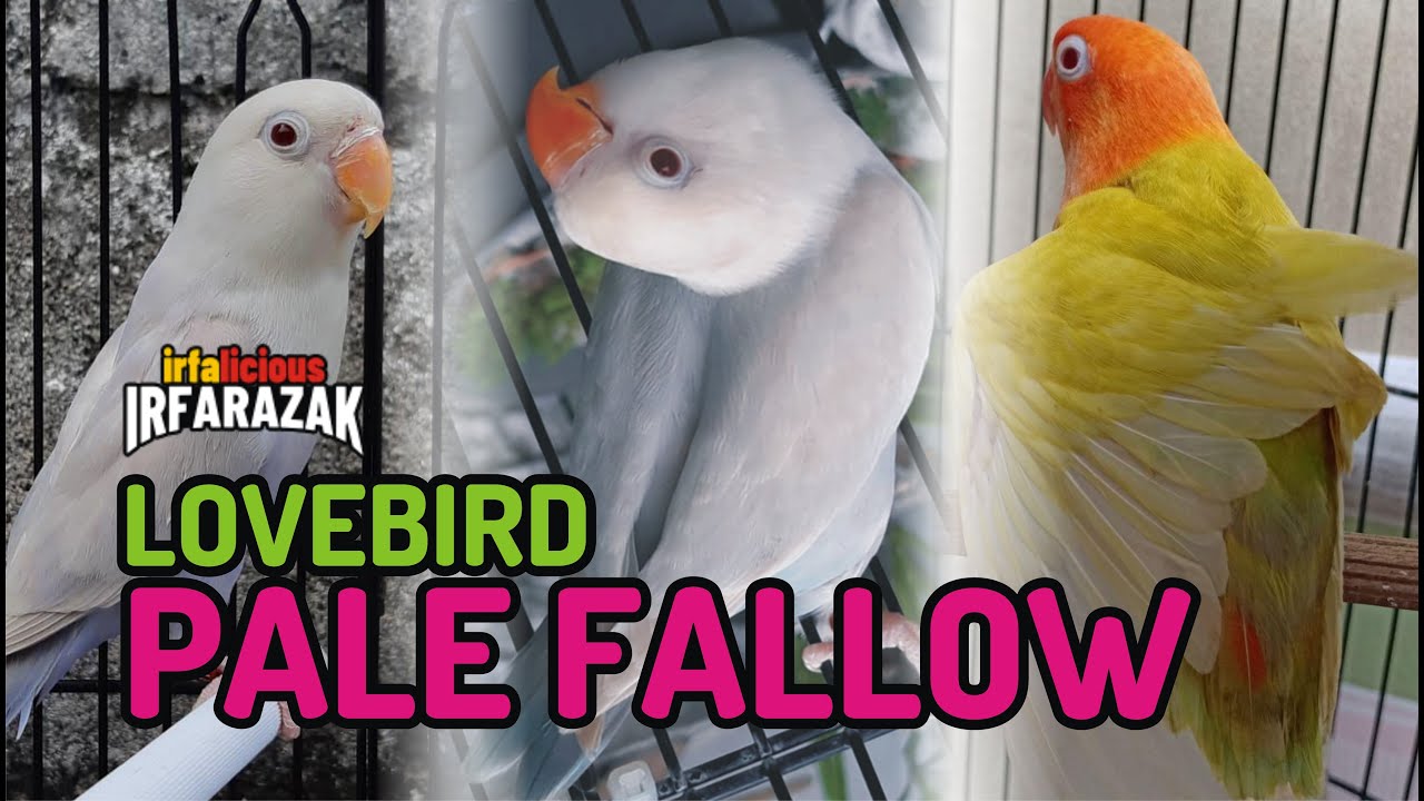 Lovebird Pale Fallow 
