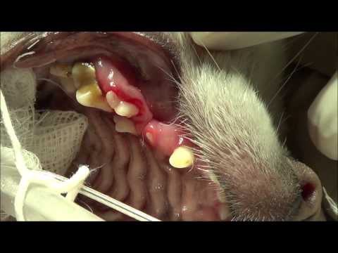 Video: Denti Decidui Ritenuti Nei Gatti