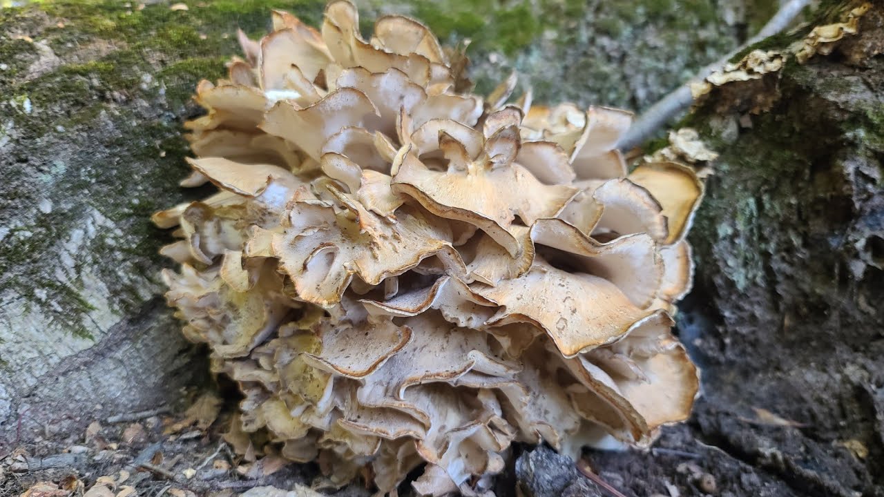 Maitake Mushrooms Hen Of The Woods Foraging And Cooking Maitake Wild Edible Mushrooms Khmer USA