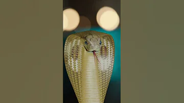 Shivanya न Ritik क डस ल य Naagin न ग न 
