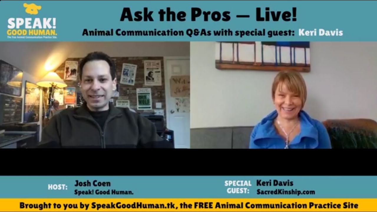 8 Animal Communication Questions — Answered by Keri Davis YouTube