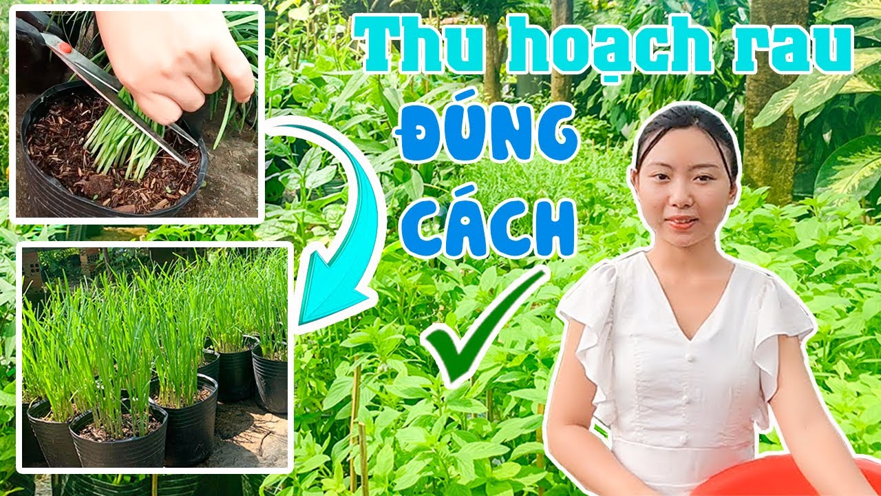 Thu Hoạch Rau Đúng Cách Và Sử Dụng Lâu Dài - YouTube