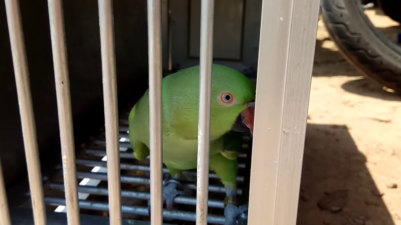 Cara Mudah Bedakan Jenis Kelamin Indian Ring Neck Parrot Irn