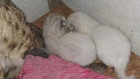 Watch the video about Warnanya putih anak kucing hutan pure breeding asian leopard cat prionailurus bengalensis