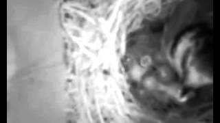 Mesange 20130518 17h32
