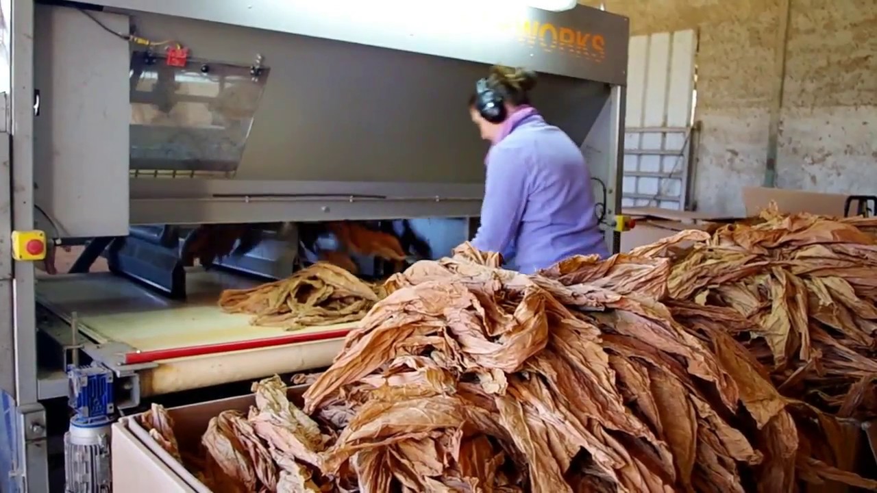 Effeuillaison du tabac BURLEY 2016