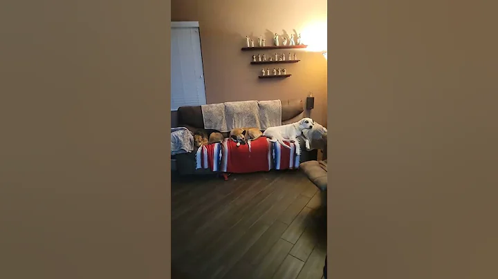doggy sleepover