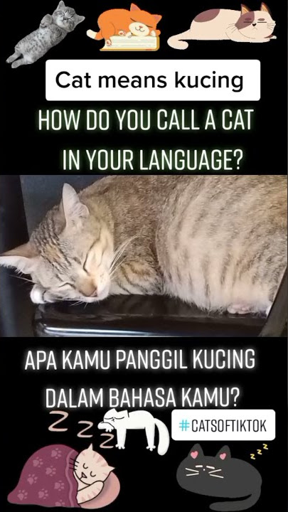 Kucing Lucu | Kucing Meong Meong #Shorts.mp4