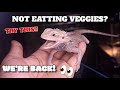 Secrets On How To Get Your Bearded Dragons To Eat Veggies! We're Back!