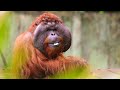 Volunteering with orangutans on the great orangutan project in borneo  the great projects