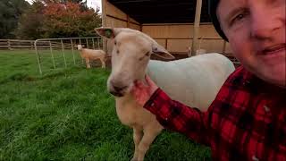 Sheep buying addict actually sells some red ewes.