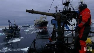 Ships Collide in Final Confrontation | Whale Wars