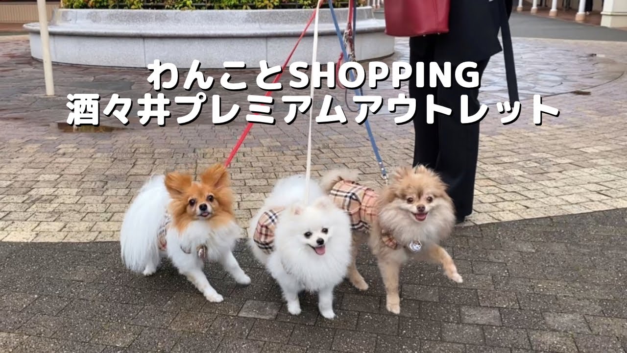 【Vlog】酒々井プレミアムアウトレット|ポメラニアン|パピヨン