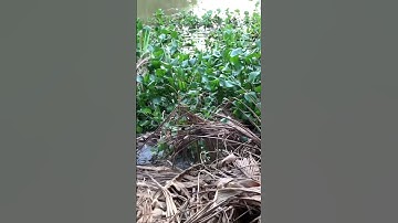 Câu cá lóc bằng vịt #Tài Lộc vlog # shorts#