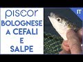 Pesca alla Bolognese a Salpe e Cefali