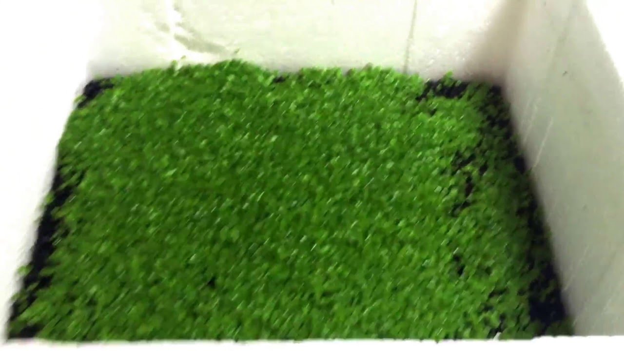 Glossostigma elatinoides - YouTube