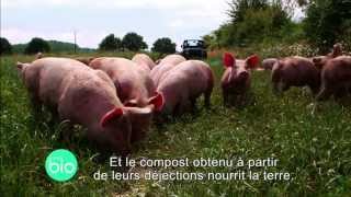 A la découverte d'un élevage de porcs biologiques
