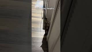 Processing thoughts…