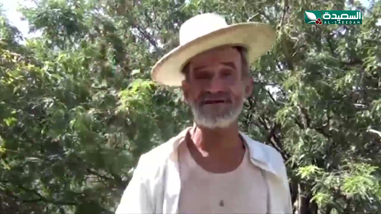 رغم انتشار أشجارها وأهميتها .. أشجار التمر الهندي بلا إهتمام