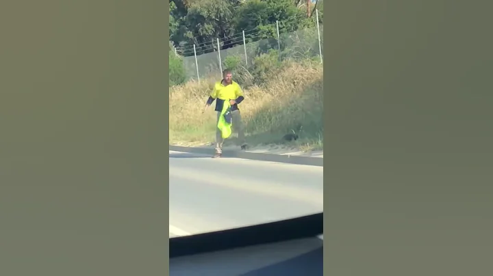 guy rescues echidna in australia