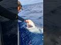 When patting a shark goes wrong almost  shark fishing  ig thealohacowgirl808