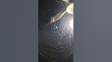 Nest of spiders.