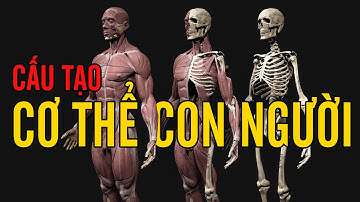 Bên trong cơ thể bạn có gì? - Cấu tạo cơ thể người.