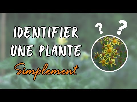 Vidéo: Comment Identifier Une Plante D'intérieur