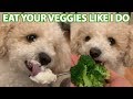 Asmr dog reviewing different food 2   eating show