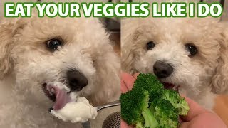 ASMR Dog Reviewing different food #2 |  eating show