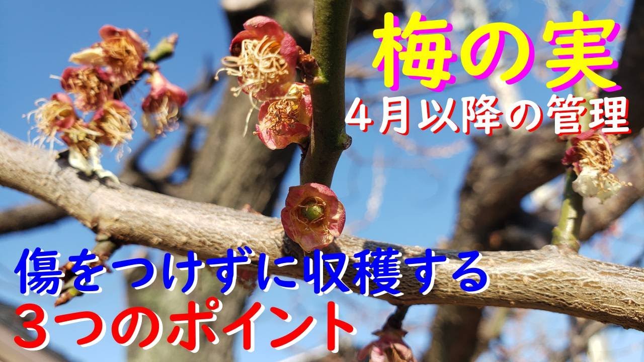キレイな梅の実を収穫する3つの管理ポイント - YouTube