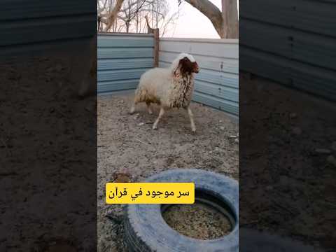 سر موجود في الفاتحه اللهاكبر قرآن اكتب شي تؤجر عليه  اكسبلور