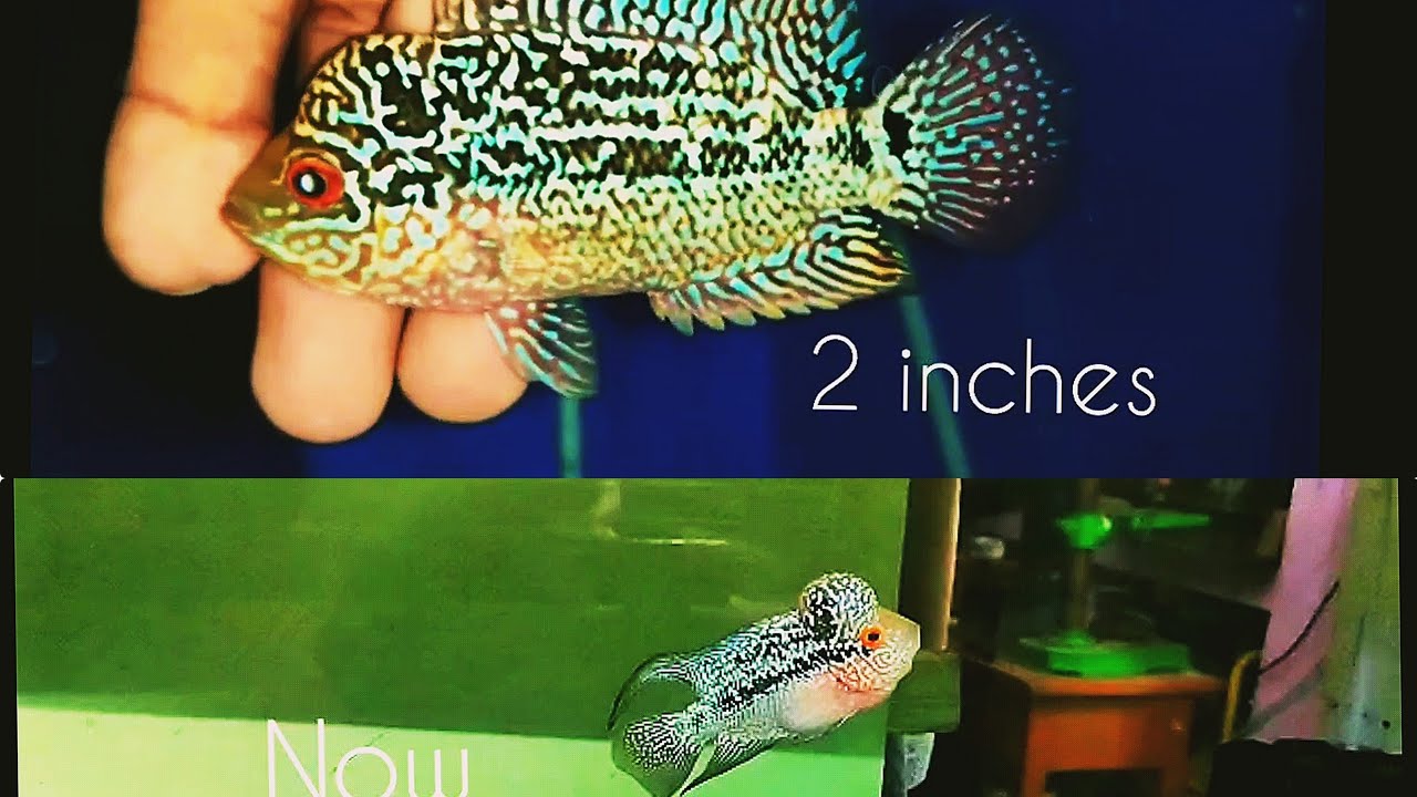 Imported KML Flowerhorn Grow Transformation ⚡ 