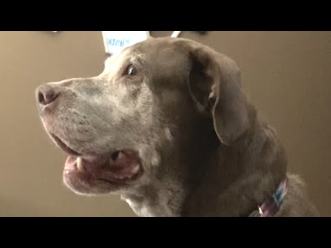 How dog reacts when mom says 'I love you'