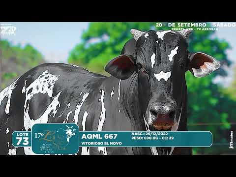 LOTE 73   AQML 667