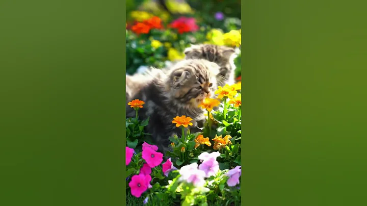 Video 11797731: cartoon cat meowing kitten, cat kitten animation meow, cat meowing kittens playing, cats kittens meowing cute, funny cats kittens meowing, garden kitten cat cute