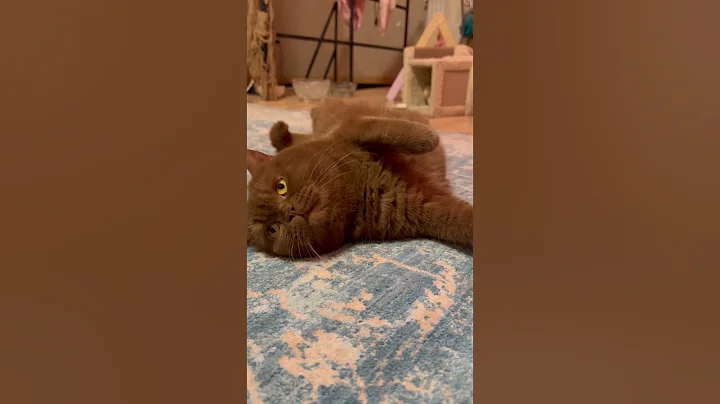 Video 2343791: britishshorthair catlife catlover kitten, cats britishshorthair catlife catlover, cat kitten britishshorthair kitty, britishshorthair kitten love cat, catlover kitten british