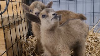 Very Cute Baby Goats Loving Their Momma