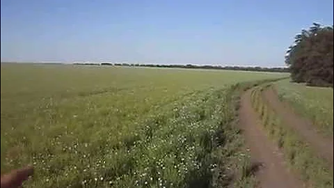 ЛЕН  ЦВЕТЕТ  ВОЗЛЕ  НАШЕЙ  ПАСЕКИ.